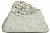 Fossil Crinoid (Cyathocrinites) - Indiana #326068-1